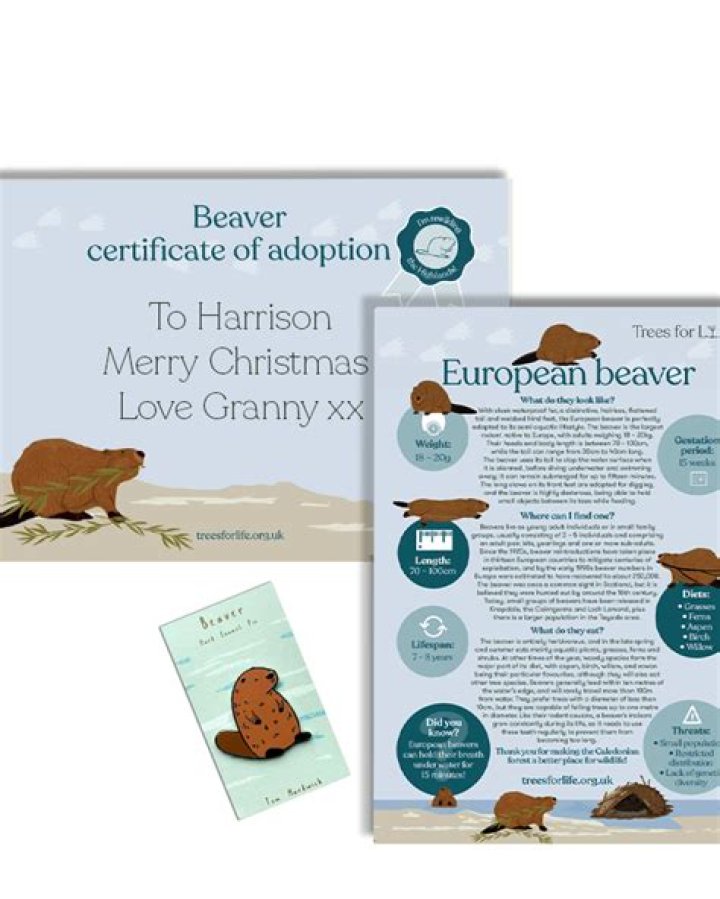 Adopt A Beaver Today: Give A Loving Home To A Memorable Creature