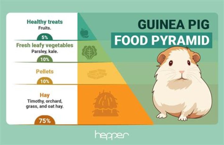 How To Celebrate Christmas With Your Guinea Pigs: A Complete Guide