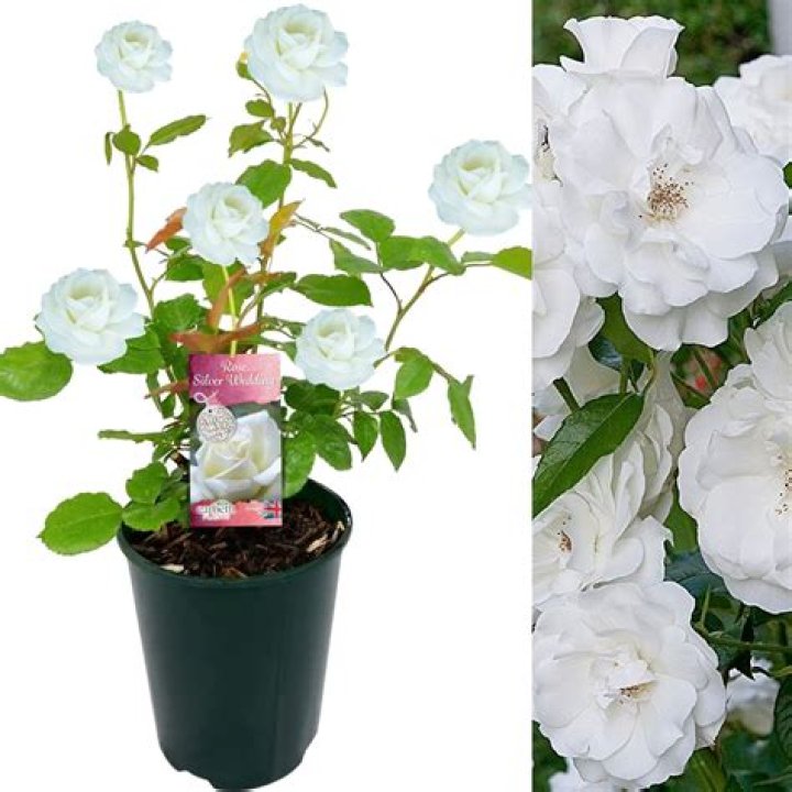 Marvelous Diamond Anniversary Rose Bush: A Symbol Of Unwavering Love