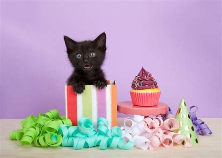 Pawsome Tuxedo Cat Day: Celebrating The Dapper Felines