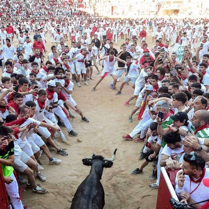 The Running Of The Bulls: A Canine Tradition