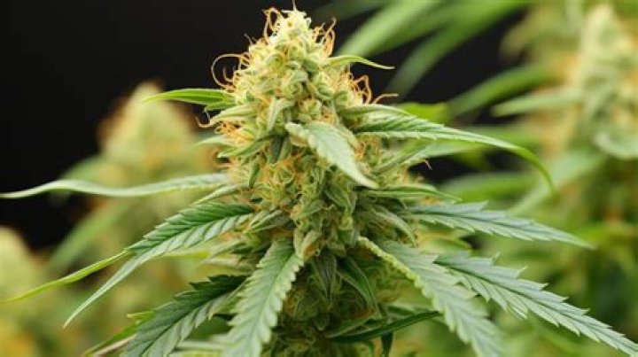 The Ultimate Guide To Malibu Sunset Strain: Effects, Benefits, And More