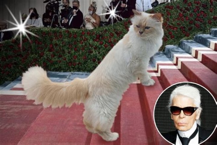 Ultimate Guide To Mercy, Kim Kardashian's Beloved Cat